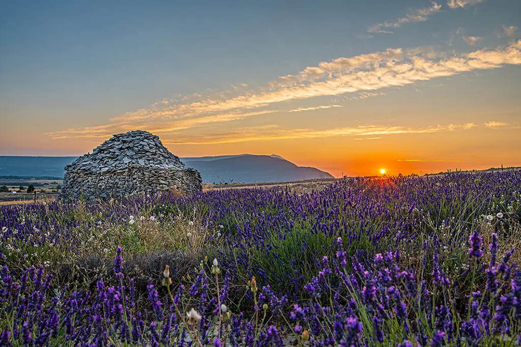 Coucher de soleil sur un champ de lavandes avec une borie en fond et au loin le Mont Ventoux