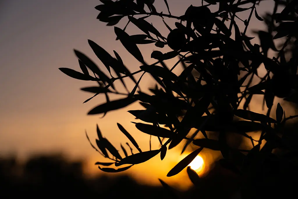 branche d'olivier en contre-jour au coucher de soleil