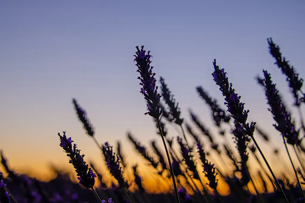 brins de lavande en contre-jour au coucher de soleil