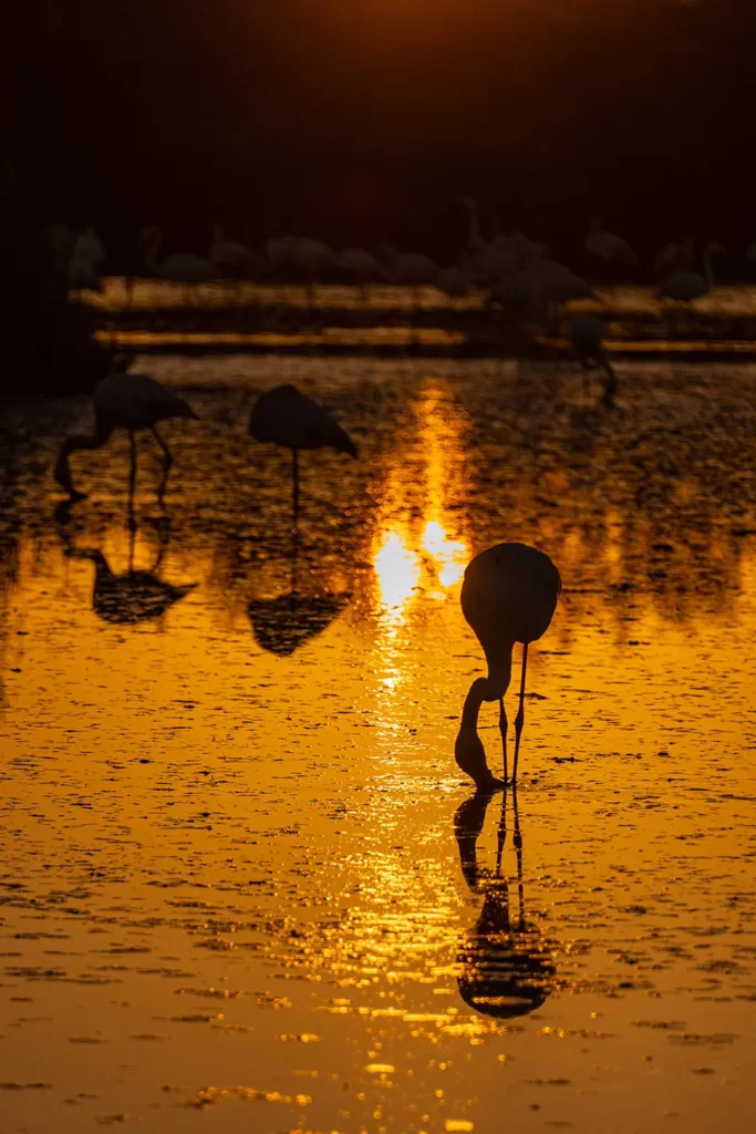 Coucher de soleil avec des flamants à contre-jour au parc ornithologique en Camargue