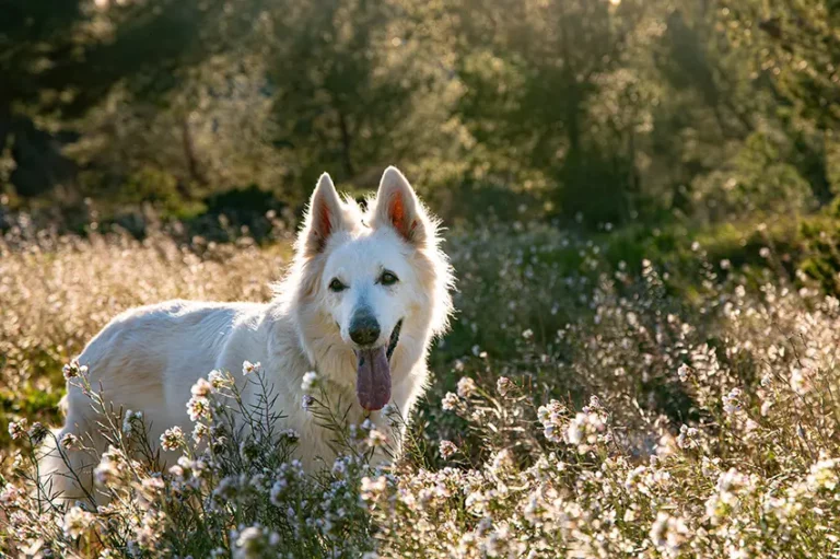 Portrait d'un berger suisse dans un champ de fleurs