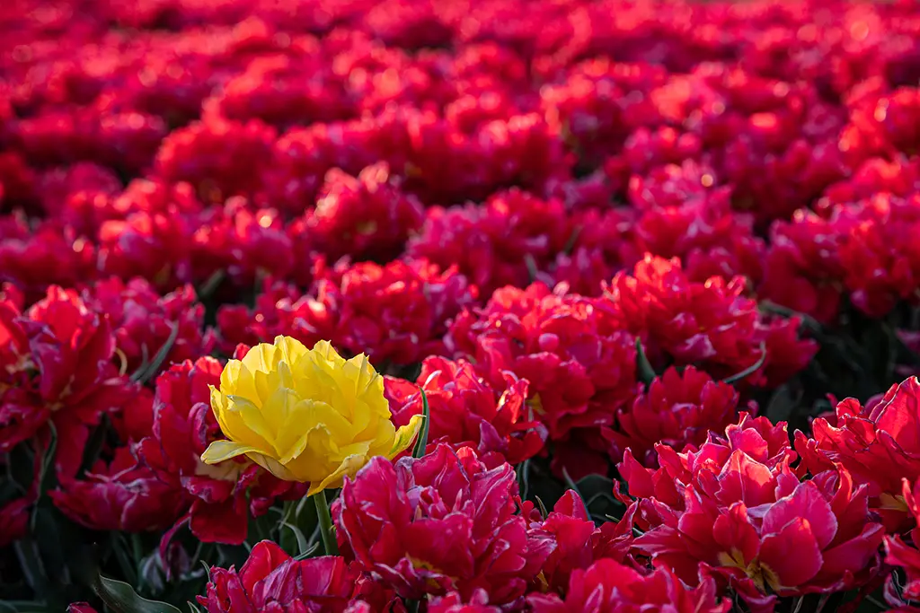 Tulipe jaune au milieu d'un champ de tulipes roses