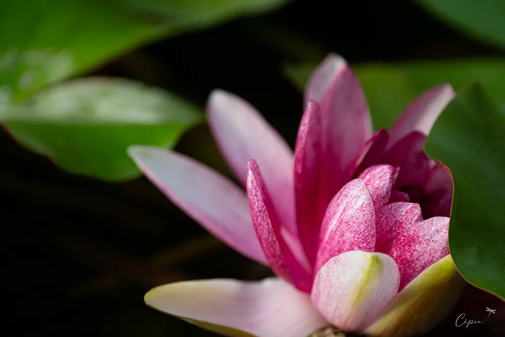 Gros plan sur un nénuphar rose et blanc