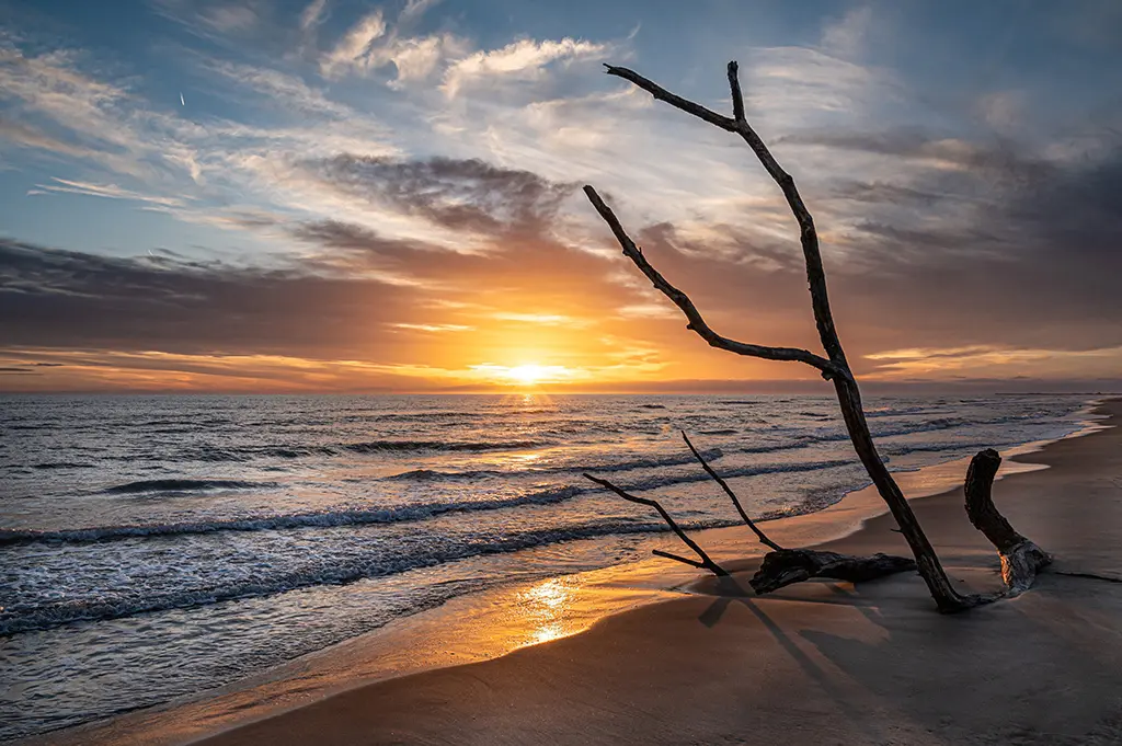 Coucher de soleil derrière une grande branche de bois flotté sur une plage